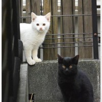 ７年前、あどけない表情の『白猫と黒猫』を家族に迎えて…現在→素敵すぎるビフォーアフターに「大きくなったねーｗ」「立ち位置いっしょだね」
