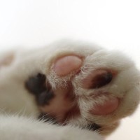 猫は『肉球のカラー』で性格が変化するって本当？3つの種類別に見る個性の違いや接し方のポイント