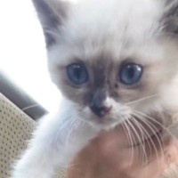 駐車場に行くと車の横にいた子猫→近づいてみると……涙あふれる『出会いの様子』が232万再生「助けてくれてありがとう」「もうたまらん」