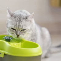 愛猫を『長生きさせる食事』のポイント3つ　飼い主が取り入れるべき健康維持の秘訣とは