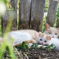 『捨て猫・野良猫』がなかなか減らない理由3つ　 現状の課題と私たちにできること