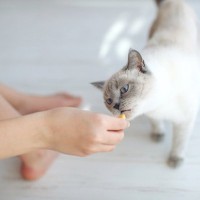 猫を夢中にさせる『至福のごほうび』6選　与えるタイミングや上手な活用術も