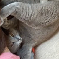 体調不良で寝ていると、猫が近くにやって来て…まさかの『クセが強すぎる看病』に爆笑する人が続出「体勢がすごいｗ」「支えてあげるからな」