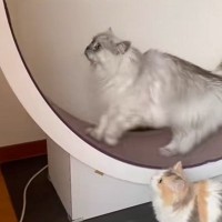 キャットホイールで走っていると、『小さな猫』が乗ってきて…尊いやり取りの瞬間が23万再生「サイズの違いが可愛い」「頑張ってるね」