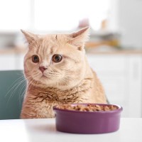 猫がご飯を『好き嫌い』するときの対策4つ　選り好みの原因から健康への影響まで