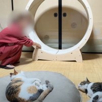 猫たちがキャットホイールで遊ぶ姿を見たくて…飼い主さんがとった『衝撃の珍行動』に「人間が使ってるの初めて見たｗ」「愉快すぎｗ」と爆笑の声
