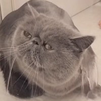 ふわふわの猫を『お風呂』に入れると…笑っちゃう変化と『凄すぎる反応』に「別の猫になる瞬間ｗ」「お利口さんでかわいい」と笑顔になる人が続出