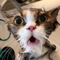 トリミング中、『必死に助けを求めていた猫』→数分後……まさかの『変化』に笑っちゃう人が続出「悟ってるｗ」「よく頑張ったねｗ」