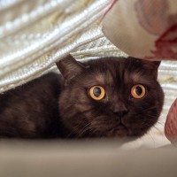 猫が『不安を抱えている』ときのサイン5つ　見逃せない変化や安心させるための対処法も