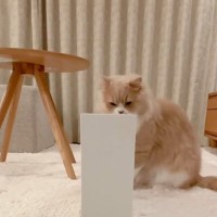 ファイルボックスを置いておいたら、猫が……思わず笑みがこぼれる『まさかの光景』に「びっくりしたｗ」「すごい可愛すぎるｗ」と反響