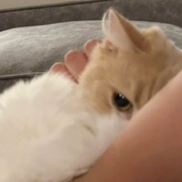 膝の上に乗ってきた『甘えん坊な猫』→飼い主さんの腕に……尊すぎる『愛情表現』に６万いいね「キュンキュンした」「大好きなのが可愛い」