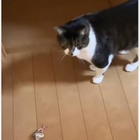 実家から帰った後、母から送られてきた『猫の様子』を見たら…涙せずにはいられない『切ない光景』が19万再生「泣ける」「今すぐ抱きしめたい」