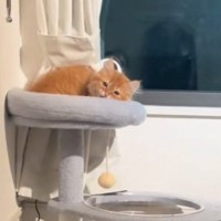 『ママの帰宅に気づいた子猫』が、次の瞬間…可愛すぎ注意な『お出迎えの光景』が259万再生「たまらん！」「トンネル通るの愛おしい」