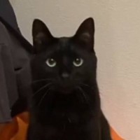 いつのまにか使い方をマスターしている…黒猫が座っていた『椅子』を見たら→まさかの光景に１万いいね「素晴らしいｗｗ」「可愛すぎる」