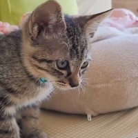 元野良の子猫と赤ちゃんが一緒に暮らし始めた結果…ジーンとくる『愛にあふれた光景』が14万再生「あぁ、涙が出てくる」「素敵な関係」
