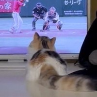 『野球観戦をする猫』を見ていたら…ボールが投げられた次の瞬間→可愛すぎる行動が461万表示「消える魔球になっちゃうｗ」「めっちゃほっこり」