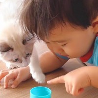 生まれた時から『猫まみれで育った赤ちゃん』が実家の子猫と…信じられないほど尊い光景が18万再生「本当に楽しそうですごい」「嘘みたい」