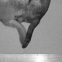 夜中にふと目が覚めて廊下のカメラを覗いたら、『2匹の猫』が…あまりにも可愛すぎる『形』に７万いいねの大反響「でもバトル中？ｗ」