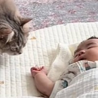赤ちゃんがリビングで寝ていると、猫が近づいてきて…次の瞬間→思わず癒される『尊い光景』が39万再生「守りの体制」「賢くて優しいね」
