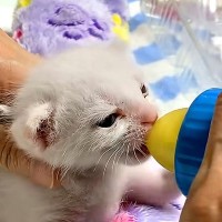 朝５時にお腹が空いて起こしてくる子猫→ミルクをあげた結果…あまりにも尊い『まさかの光景』が30万再生「お腹がポンポン」「満足そう」