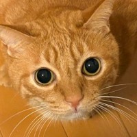 くつろいでいた茶トラ猫の後ろ足を見たら…人間みたいな『まさかのポーズ』に「中の人いるでしょｗｗ」「漫画を読むときの体勢ｗ」と爆笑の声