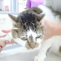 パパが元野良猫を病院に連れて行った結果→お利口だったけど…帰宅後の『感情がダダ漏れな態度』に「お疲れ様です」「我慢強い」と称賛の声
