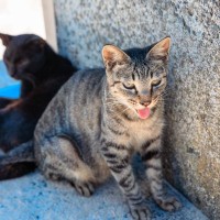 猫の『呼吸が苦しそう』なときに考えられる原因5つ　病気の可能性や対処法まで解説