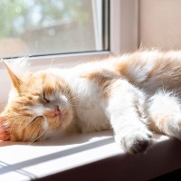 猫が『ずっと寝ている』5つの理由　平均的な睡眠時間から1日の生活リズムまで解説