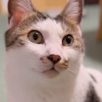 猫に『大好きだよ』と伝えた結果…涙が出るほど愛おしい『リアクション』が30万再生「返事に愛がこもってる」「ダメだわ泣けてきた」と感動