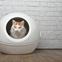 猫がトイレ中に見せる『危ない行動』7つ　病気のサインかも？飼い主がチェックすべきポイント