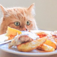 猫が自分のご飯だと期待する『人間の食べ物』5つ　あなたも密かに狙われているかも…？