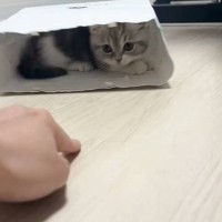 紙袋の中に隠れる子猫→飼い主さんが指を出すと…とんでもなく癒される『動き』が200万再生「可愛すぎてたまらん」「ヒットアンドアウェイｗ」