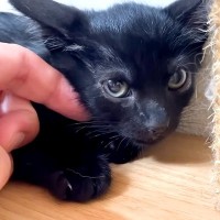 夏の終わりに保護された黒猫の赤ちゃん２匹→小さな体を撫でていると…思わず頬がゆるむ『素敵な展開』に反響「上目遣い可愛い」「根比べだね」