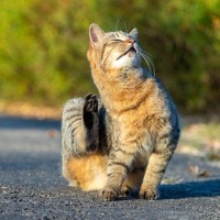 『野良猫』にやってはならない絶対NG行為4つ　思わぬ法律違反にあたる可能性も…
