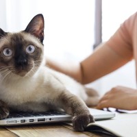 猫と『いつも一緒』に過ごすことで起こるデメリット4つ　悪影響となる理由や適切な距離感も解説