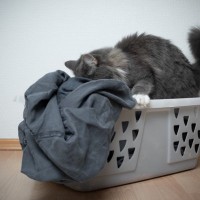 愛猫が『飼い主の服に潜り込む』理由3つ　信頼されている証？考えられる心理まで