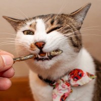 猫が大喜びする『大好物な食べ物』TOP4　好んで食べる理由から与え方のコツまで