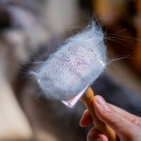 猫が『季節の変わり目』に起こしやすい変化4選　飼い主が意識すべき体調管理のポイントまで