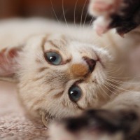 『甘えん坊の猫』に共通する特徴5つ　猫種や性別による傾向のちがいも