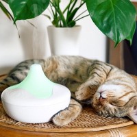 猫の乾燥対策に『加湿器』は使っていいの？愛猫が喜ぶ4つのメリットから使い方の注意点まで