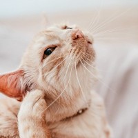猫から人にうつる皮膚病『疥癬』とは？主な症状や治療法、予防策まで解説