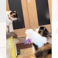 おもちゃを使用して『猫を遊ばせる猫』を見ていたら…思わぬ展開に笑いが止まらないと42万再生「天才すぎないか」「嘘でしょからの嘘でしょｗ」