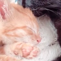 猛暑の中、ぐったりとしていたところを保護された子猫→『優しい先住猫』と出会った結果…涙あふれる光景が36万再生「素敵なお話」「泣ける」