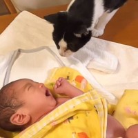 『生まれたばかりの赤ちゃん』がお家にやって来ると…『猫の行動』が素敵すぎると39万再生「大切な存在だって理解してる」「優しいね」
