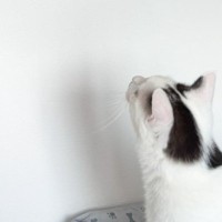 白黒猫が見上げる先には……同居猫が披露した『驚きの行動』に「すごいバランス感覚」「心配そうに見ているの可愛いｗ」と話題に