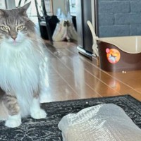 梱包を取り出して振り返ったら、ネコが…笑わずにはいられない『まさかの光景』に４万いいね「満足げなのがいいｗ」「変な声出たｗ」と爆笑の声