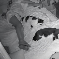 『ねこファーストガチ勢』→夜寝るときの様子を見てみると…「ピクトグラムみたいｗ」「シンクロしてて好き」思わず笑っちゃう光景に３万いいね