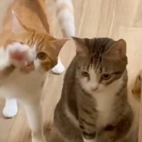 ママが家に帰るとドアの前で猫たちが…可愛すぎる『お出迎えの様子』に１万いいね「招かれてるね～ｗ」「可愛くって倒れる」と癒される人が続出