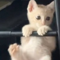 『元気いっぱいな保護子猫』→様子を見ると、手すりのところで…思わず笑顔になる光景に反響「逆上がりの練習ｗ」「将来は体操選手かな」