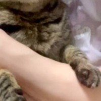 大好きなママに後ろから抱きしめられて…猫が見せた『とんでもなく尊い表情』に３万いいね「たまらなく可愛い」「キュンときた」と悶絶の声